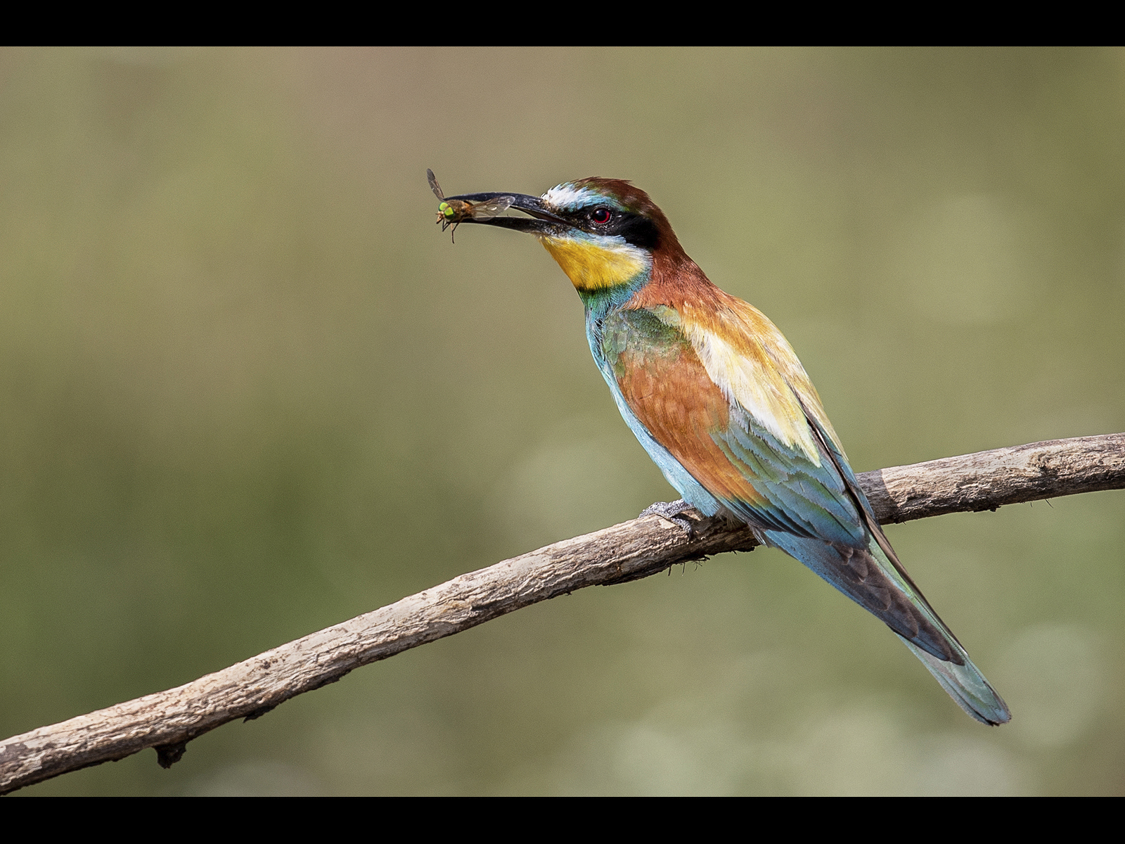 Bee-Eater-with-Bee