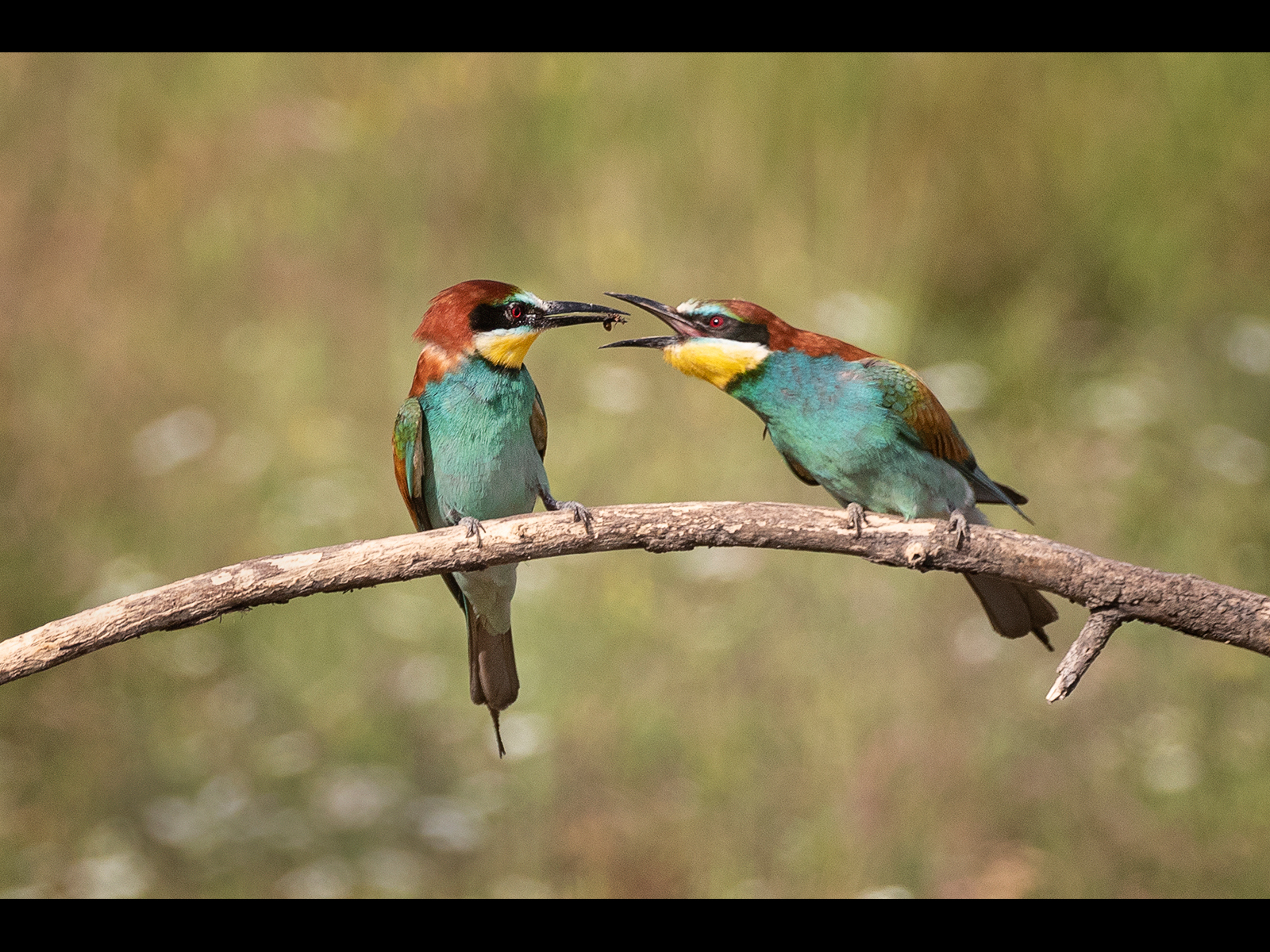 Bee-Eaters-food-pass