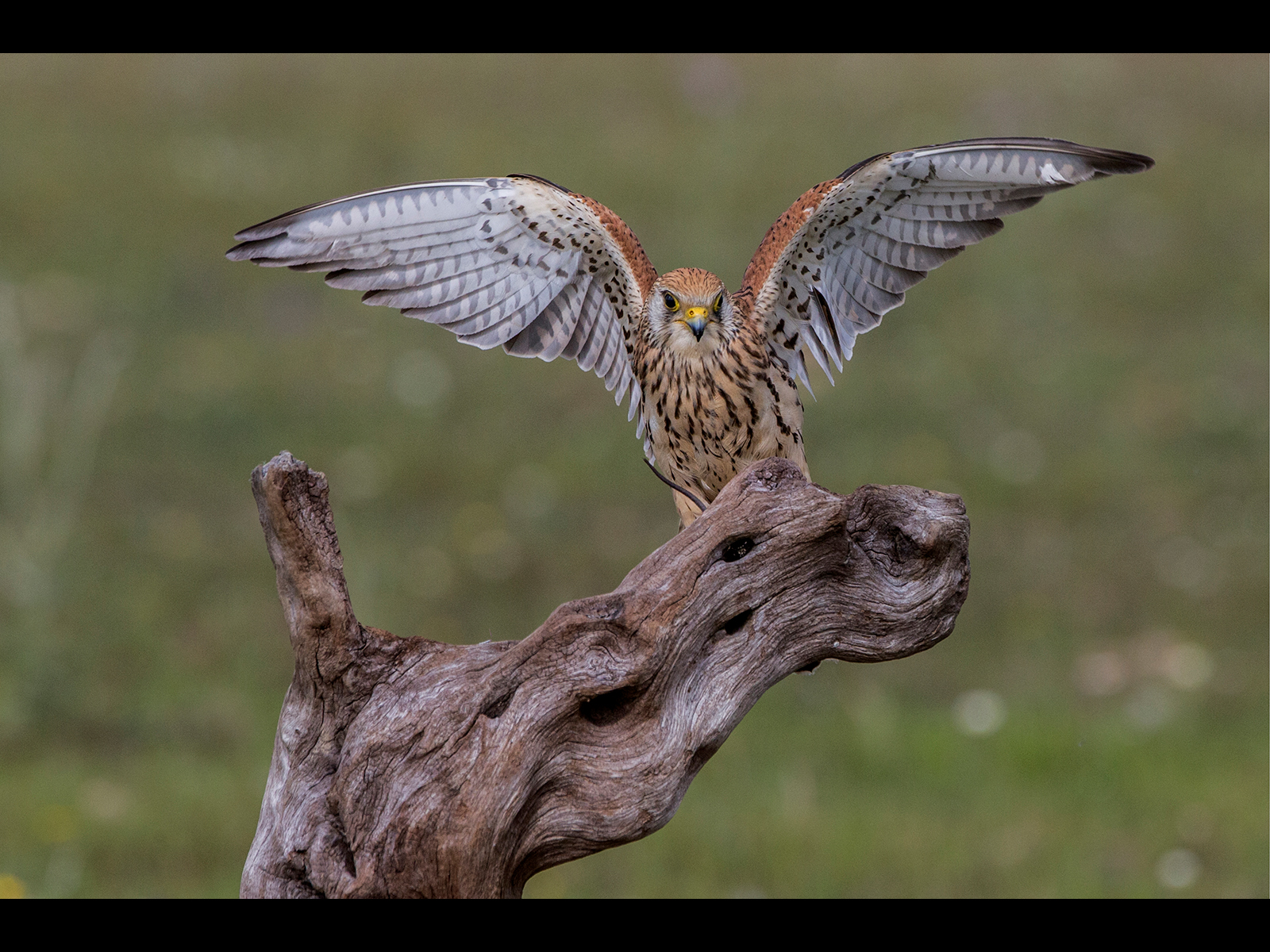 Female-Kestral-wings-outstretched