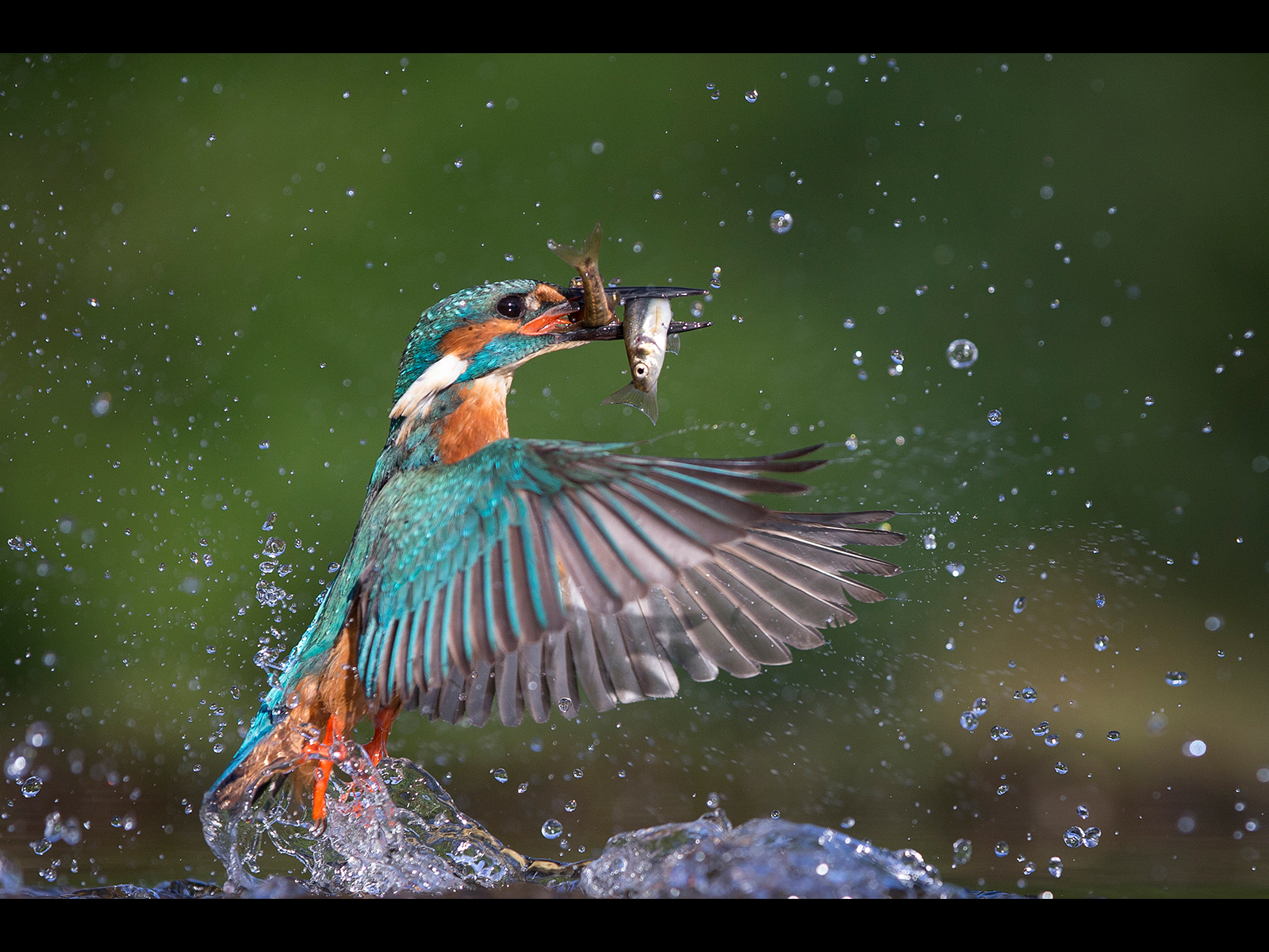 Kingfisher-double-catch
