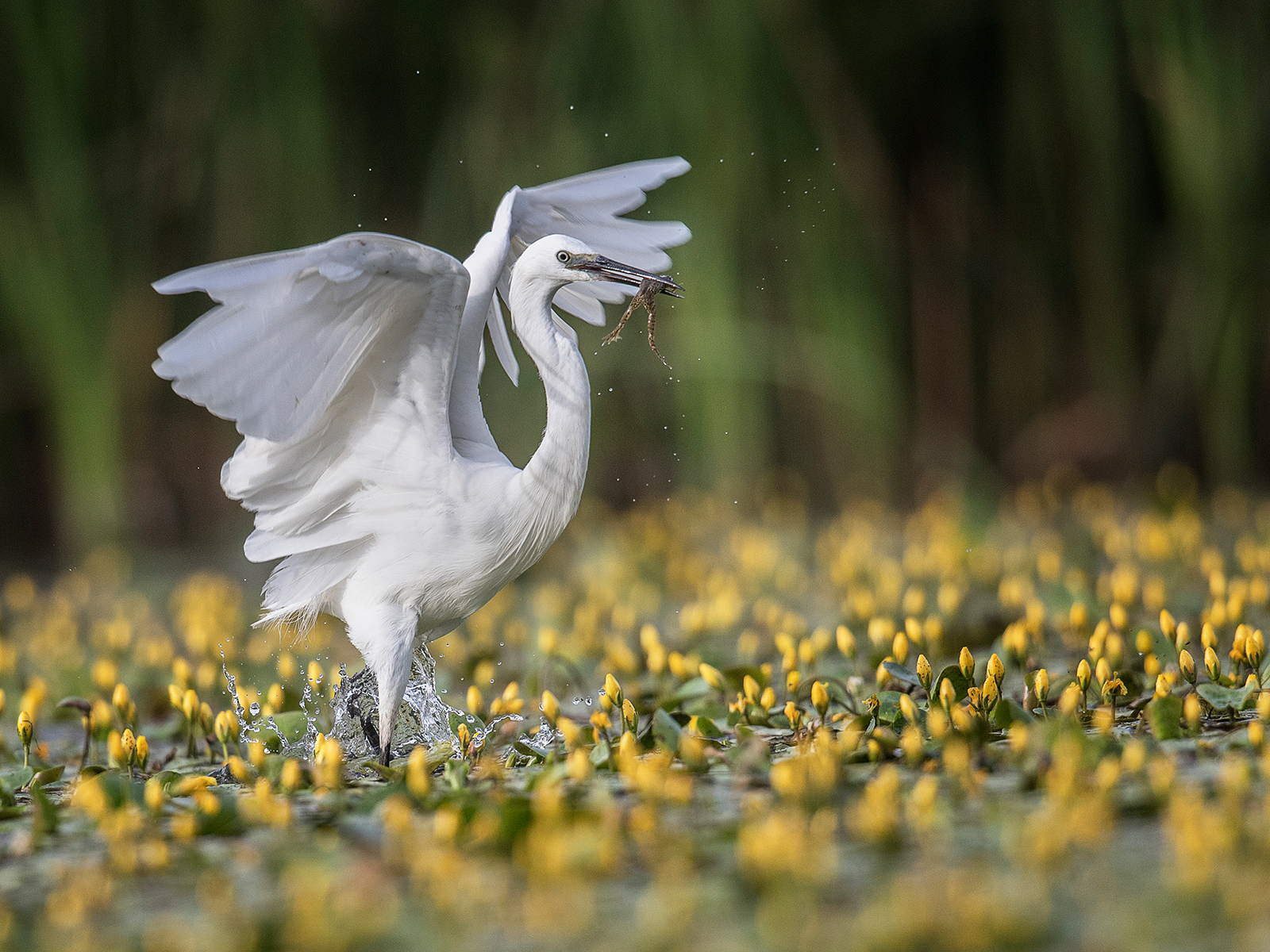Little-Egret-in-Yellow-Lillies-with-frog