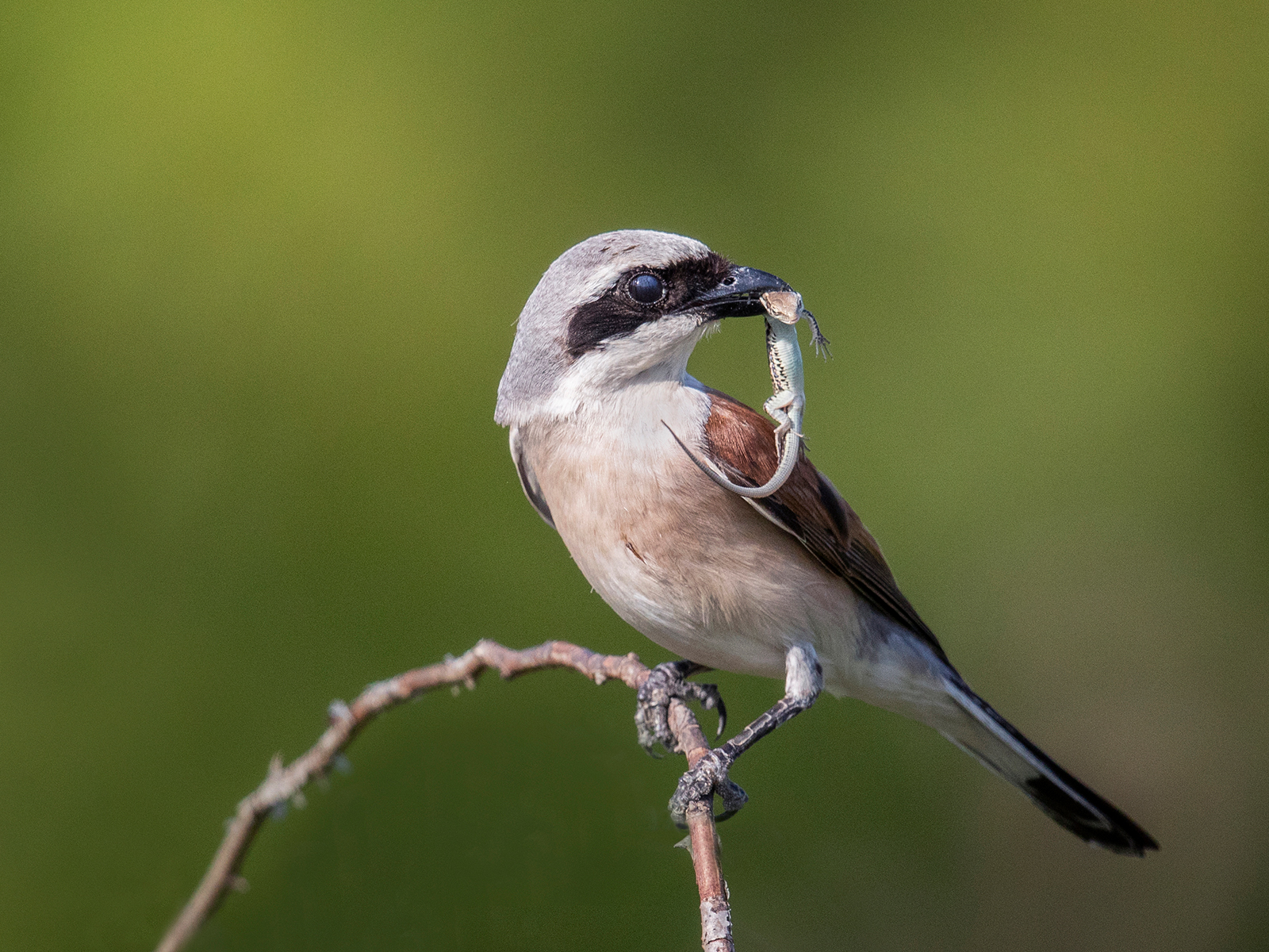 Red-Backed-Shrike-with-Lizard