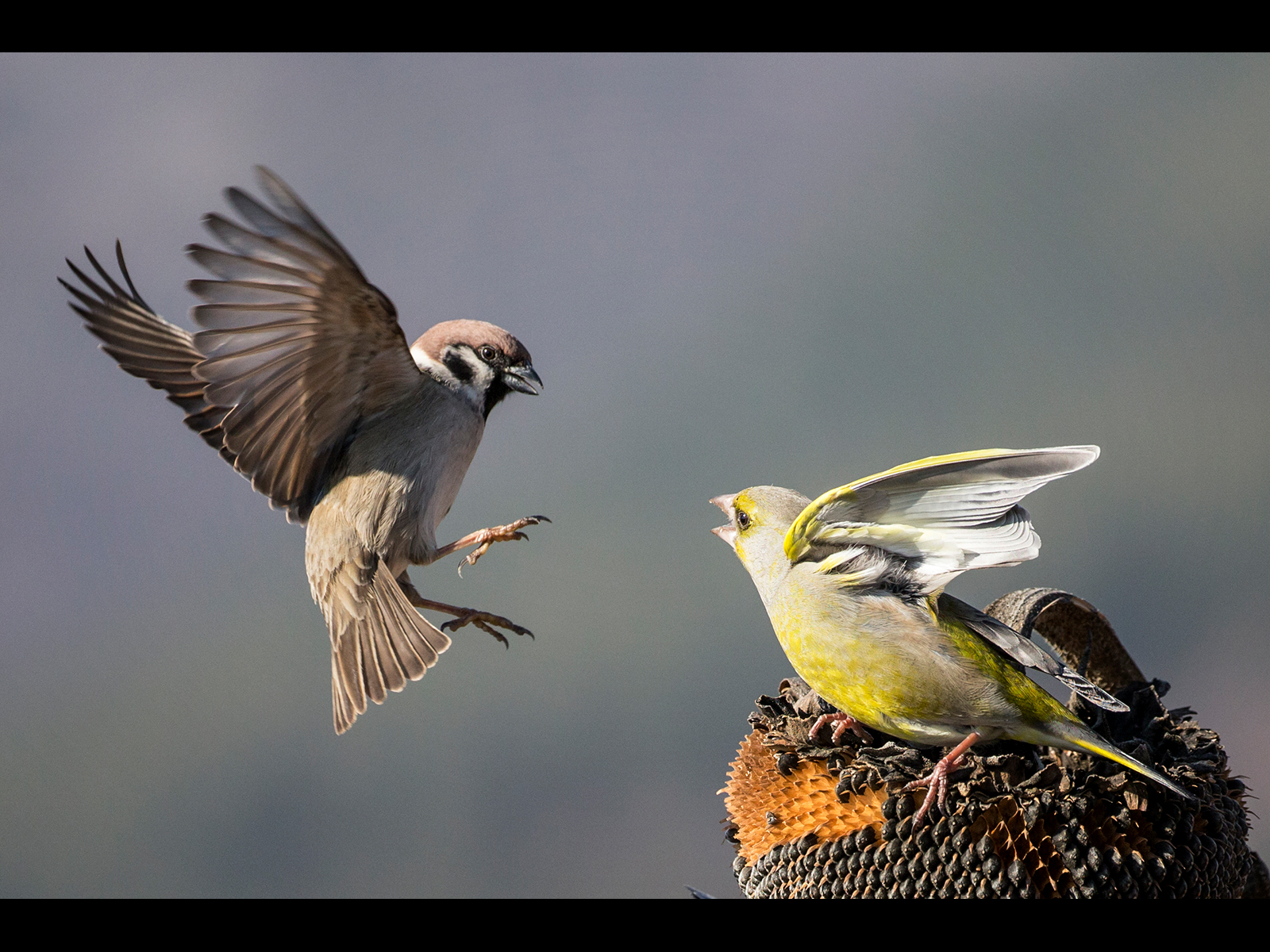 Sparrow-v-Greenfinch