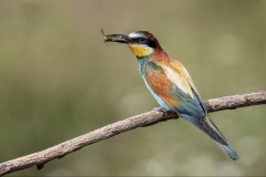 Bee-Eater-with-Bee
