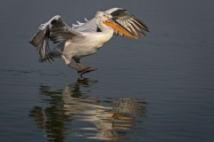 Dalmation-Pelican-Landing