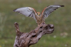 Female-Kestral-wings-outstretched