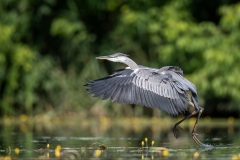 Grey-Heron