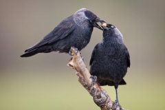 Jackdaws-bonding