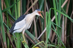 Little-Bittern-Booming