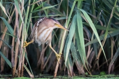Little-Bittern-ready-to-strike