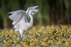 Little-Egret-in-Yellow-Lillies-with-frog