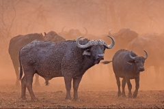 Mud-splattered-Buffalo-in-dust-cloud