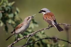 Red-Backed-Shrike-food-pass