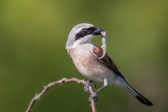 Red-Backed-Shrike-with-Lizard