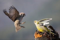Sparrow-v-Greenfinch