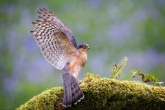 Sparrowhawk